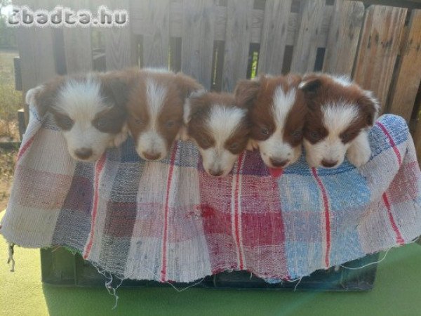 Border collie kiskutyák