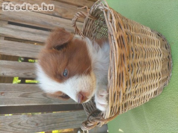 Border collie kiskutyák