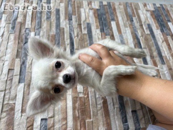 Eladó csivava szuka! (Chihuahua)