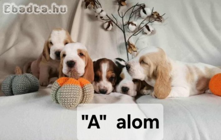 Basset Hound kiskutyák elő jegyezhető