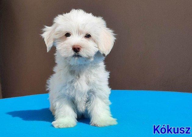 Bichon Havanese