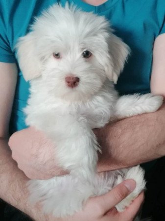 Bichon Havanese