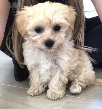 Maltipoo maltai selyem es torpe uszkar