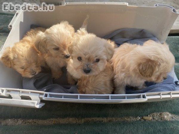 Máltai anyától törpe úszókat apától