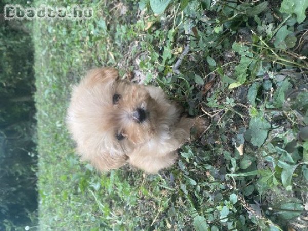 Máltai anyától törpe úszókat apától