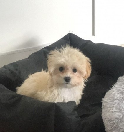 Maltipoo maltai selyem es torpe uszkar