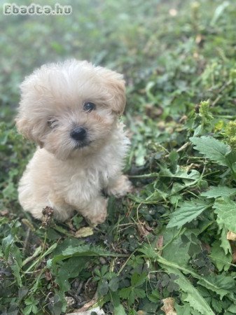 Máltai anyától törpe uszkár apától