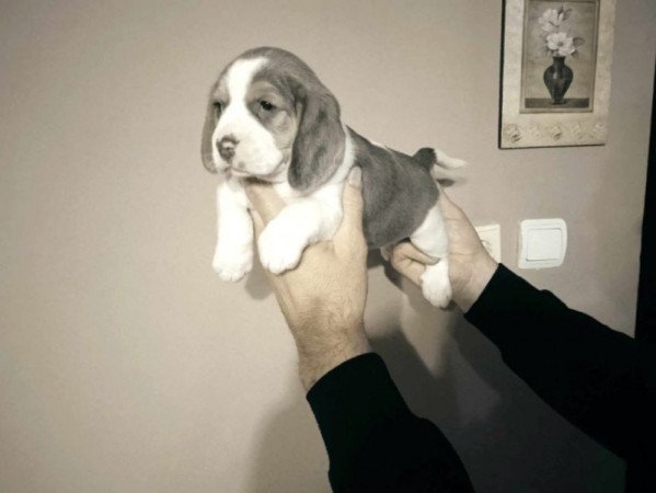 Beagle