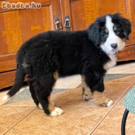 berni pásztorkutya kölykök