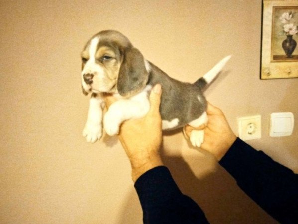 Beagle