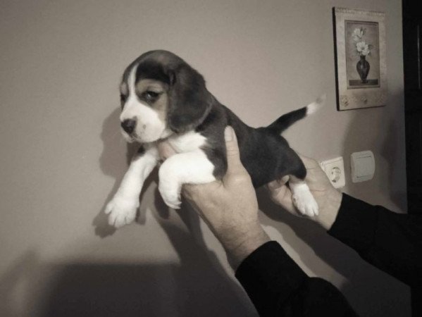 Beagle