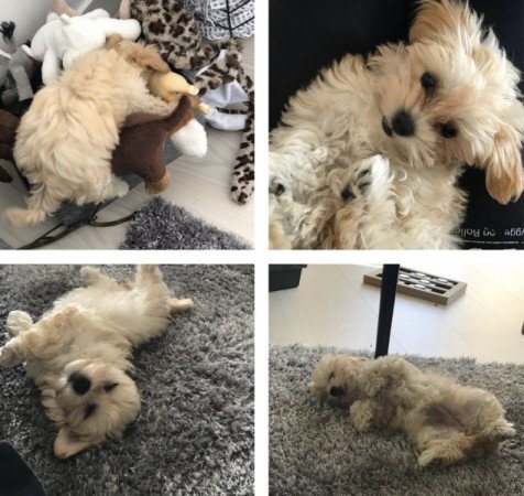 Maltipoo maltai selyem es torpe uszkar