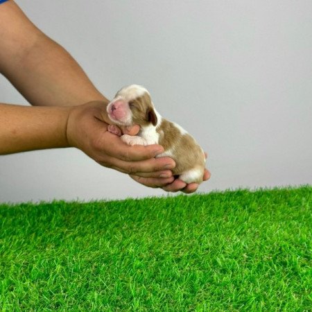 Cavalier King Charles spániel