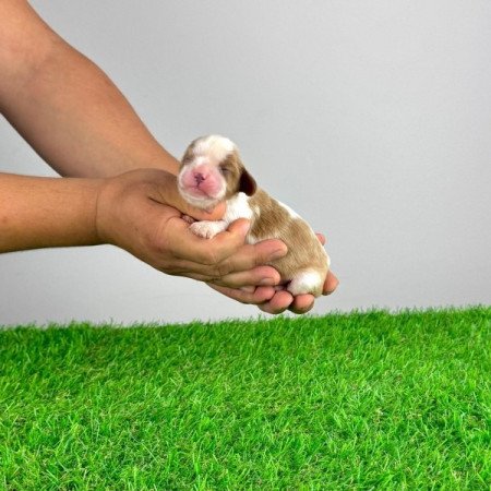 Cavalier King Charles spániel