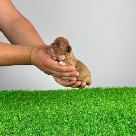 Cavalier King Charles spániel