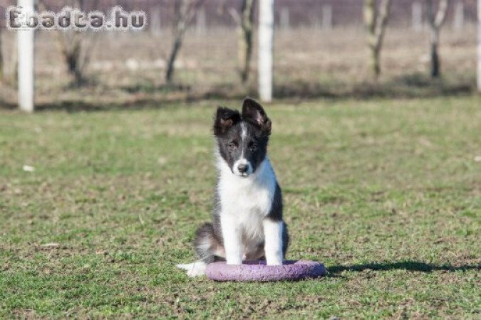 Törzskönyves border collie kan kölykök