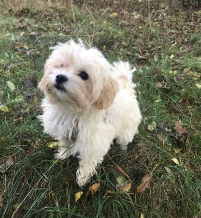 Maltipoo maltai selyem es torpe uszkar