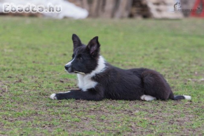 Törzskönyves border collie kan kölykök