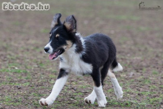 Törzskönyves border collie kan kölykök