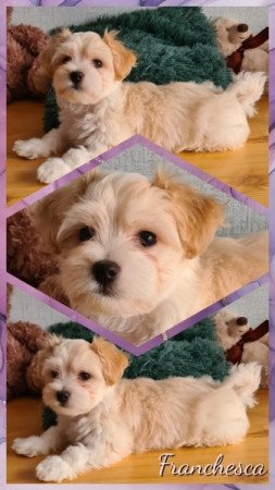 Bichon havanese