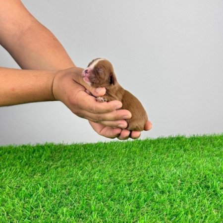 Cavalier King Charles spániel