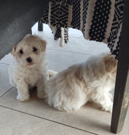 Bichon Havanese