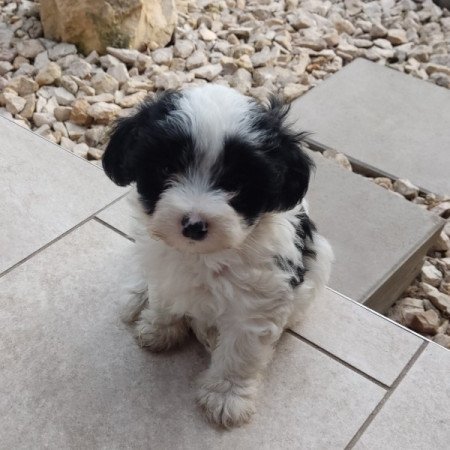 Bichon Havanese