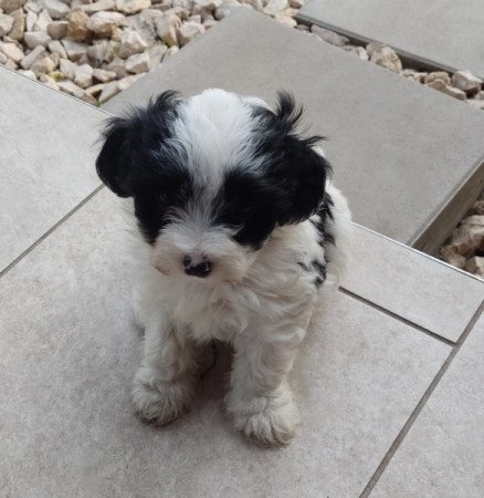 Bichon Havanese