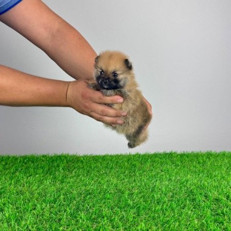 Pomerániai törpespitz