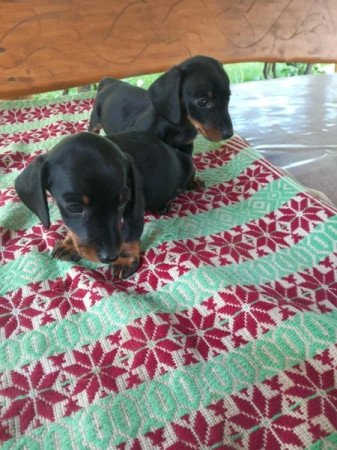 Rövidszőrű tacskó