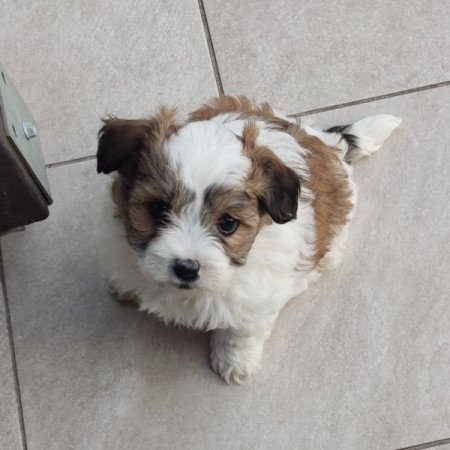 Bichon Havanese