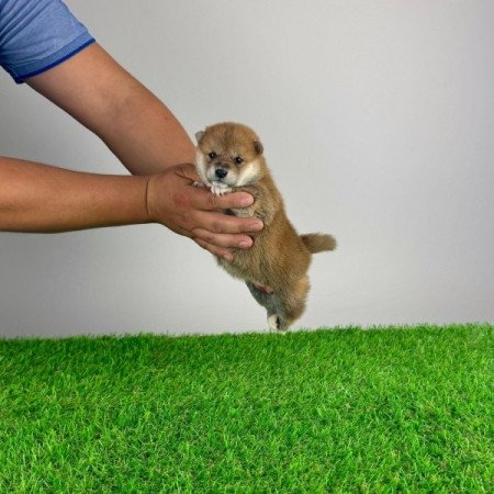 Shiba Inu