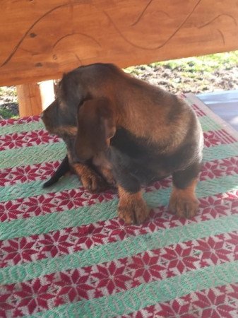 Szálkás szőrű tacskó