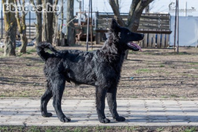 Törzskönyves mudi kan kölykök