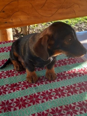 Szálkás szőrű tacskó