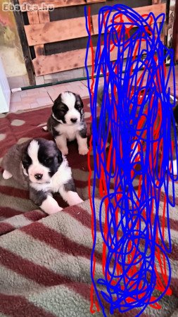 Moszkvai őr kisfiúk!!