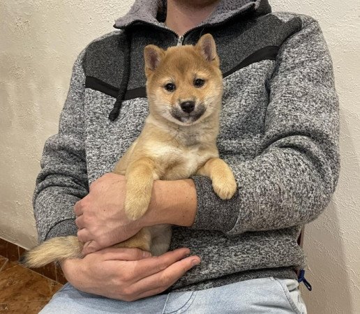 Shiba inu