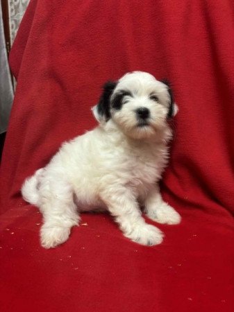 Bichon havanese