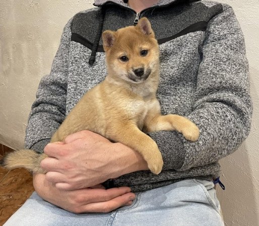 Shiba inu