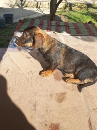 Szálkás szőrű tacskó