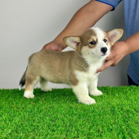 Pembroke Welsh Corgi