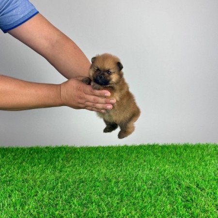 Pomerániai törpespitz