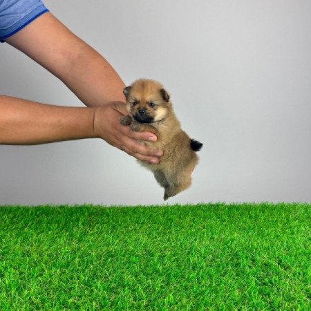 Pomerániai törpespitz