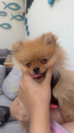 Pomerániai Törpe Spicc