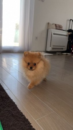 Pomerániai Törpe Spicc