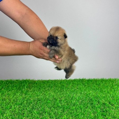 Pomerániai törpespitz