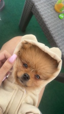 Pomerániai Törpe Spicc