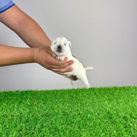 Westie West Highland White terrier