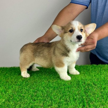 Pembroke Welsh Corgi