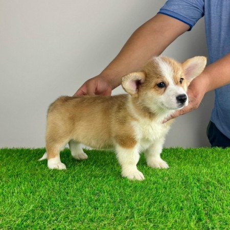 Pembroke Welsh Corgi